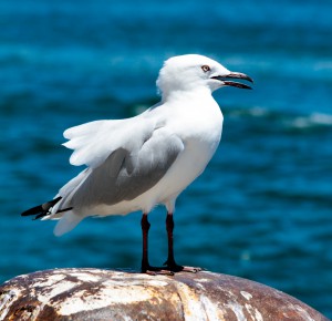 Möwe im Hafen